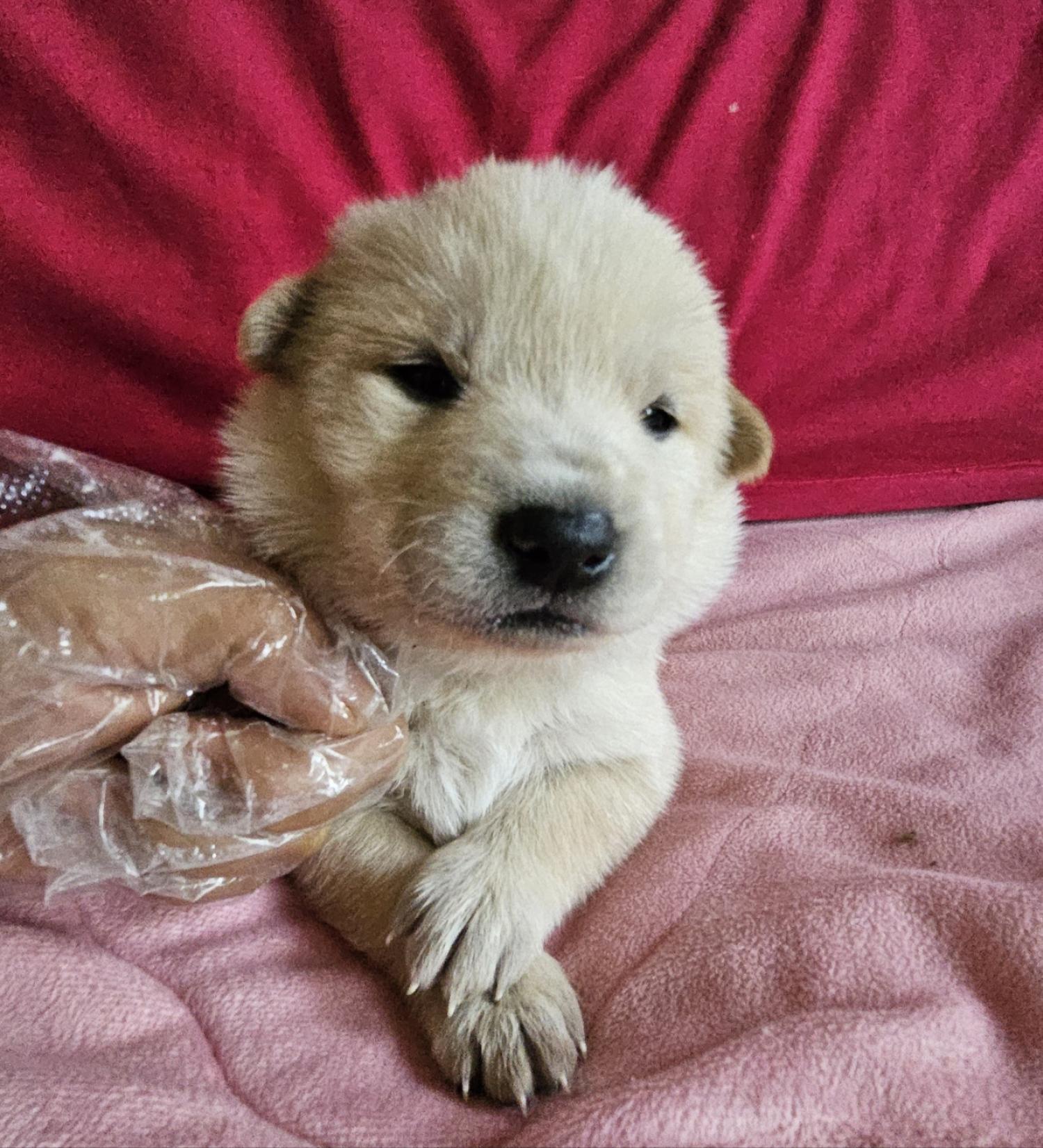 울산유기동물보호센터_431373202500188